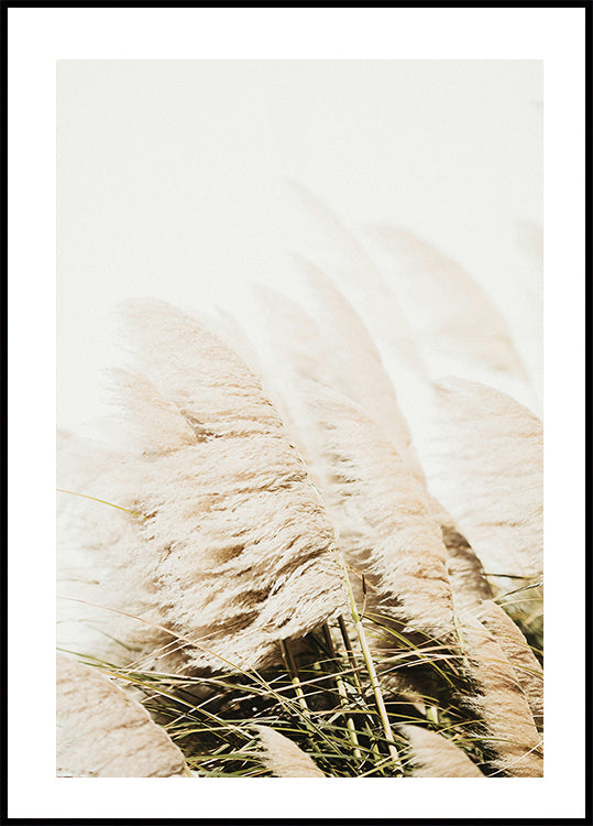 Pampas Grass -juliste 