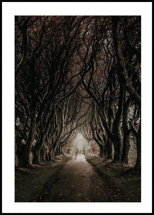 Road Through The Dark Hedges -juliste 