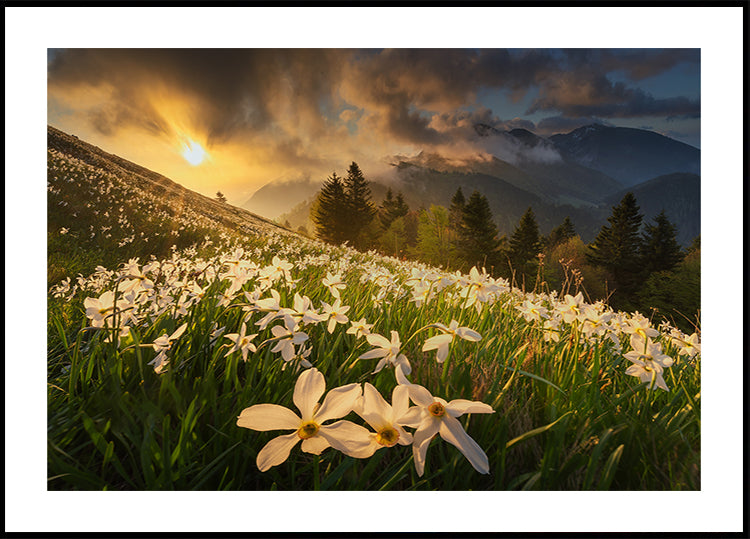 Valkoinen matto juliste