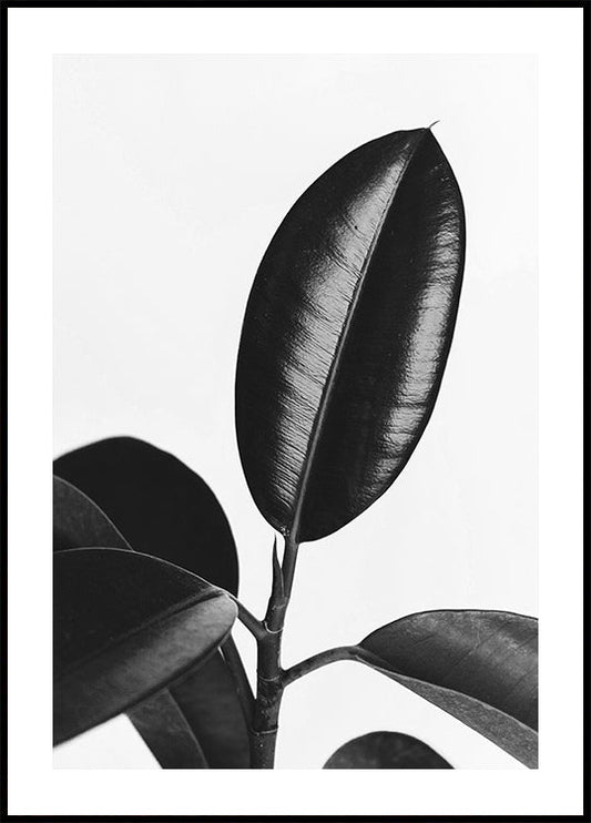 Ficus Leaves in Black &amp; White -juliste 