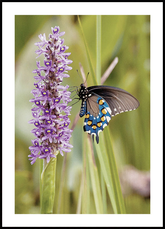 Perhonen Lavender Bloom -julisteessa 