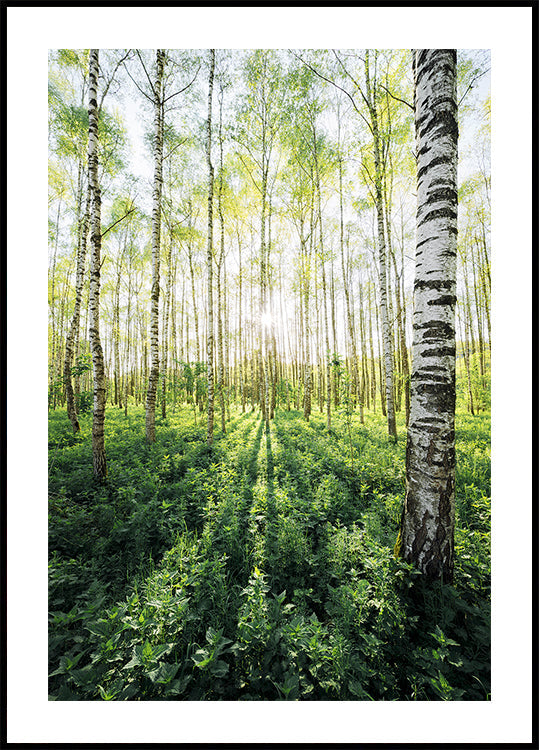 Birch Grove pystysuora