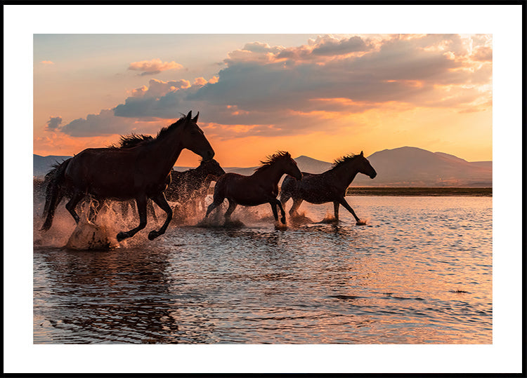 WATER HORSES Juliste