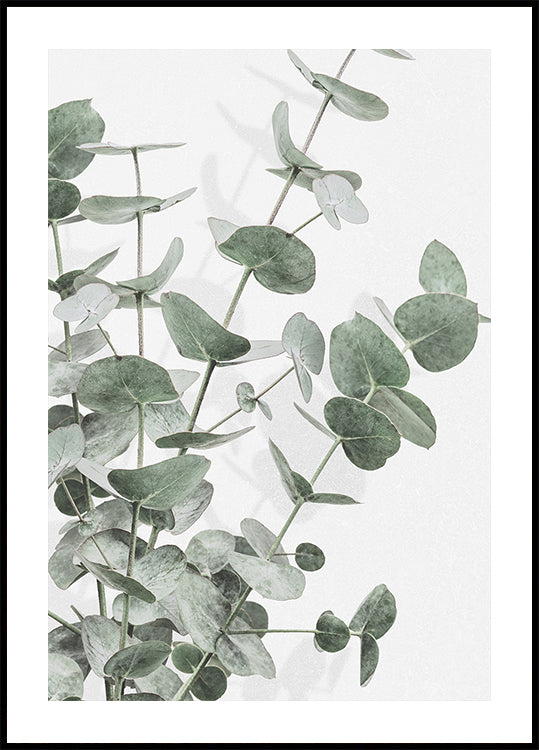 Eucalyptus nro 2 juliste