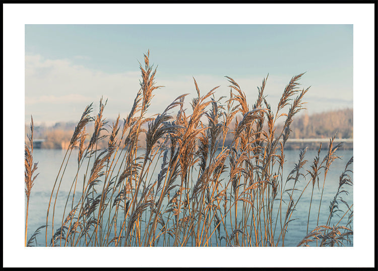 Reeds By The Lake -juliste 