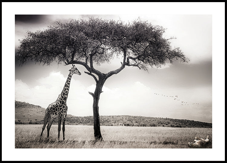 Afrikan auringon alla juliste