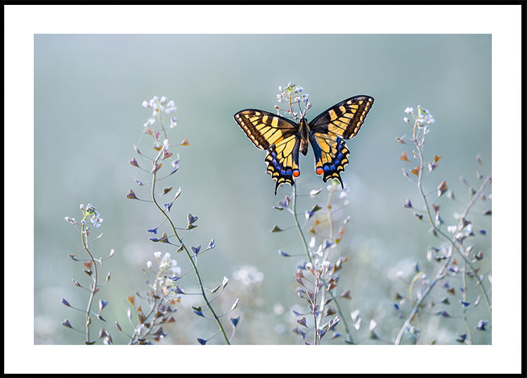 Swallowtail kauneus
