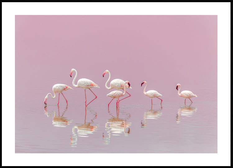 Flamingos juliste