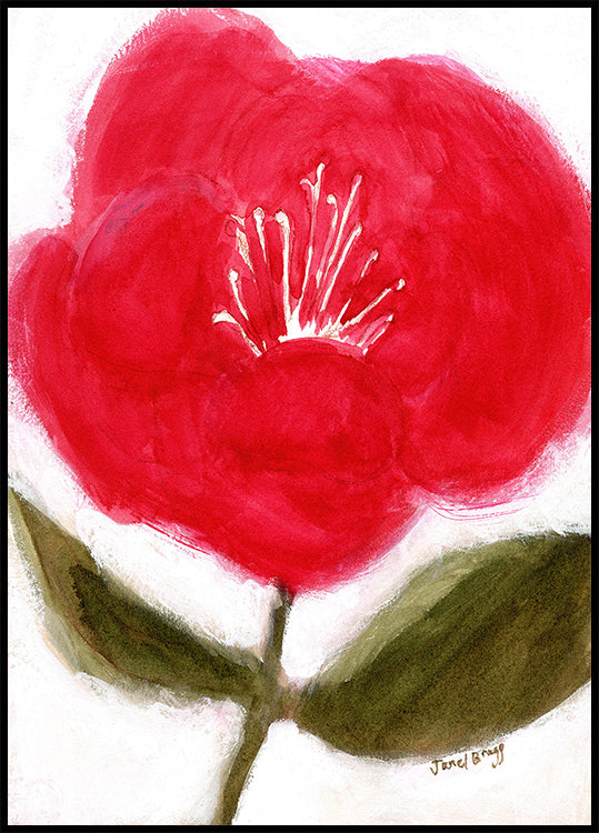 Punainen kukka Cierra-julisteeseen