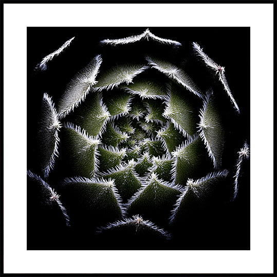 Sempervivum Rosette -juliste