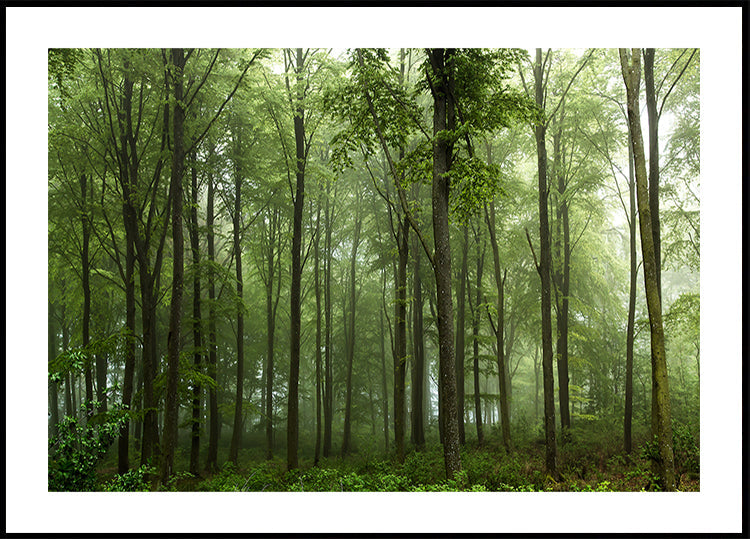 Metsä...