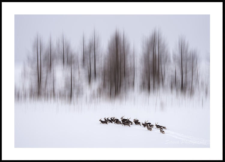 Talvi Hokkaidossa Juliste