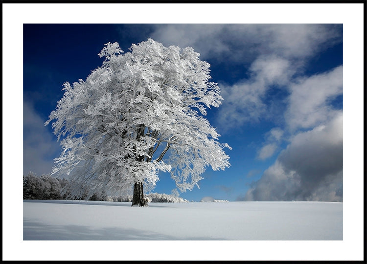 White Windbuche Schwarzwaldissa