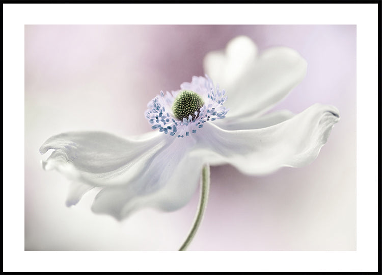 Anemone Breeze -juliste