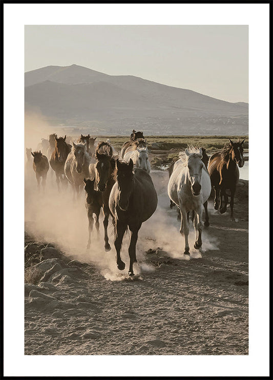 Wild Horses Running -juliste