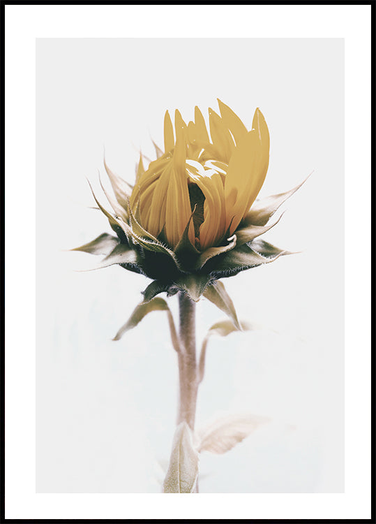 Yellow Sunflower Plakat - Posterbox.dk