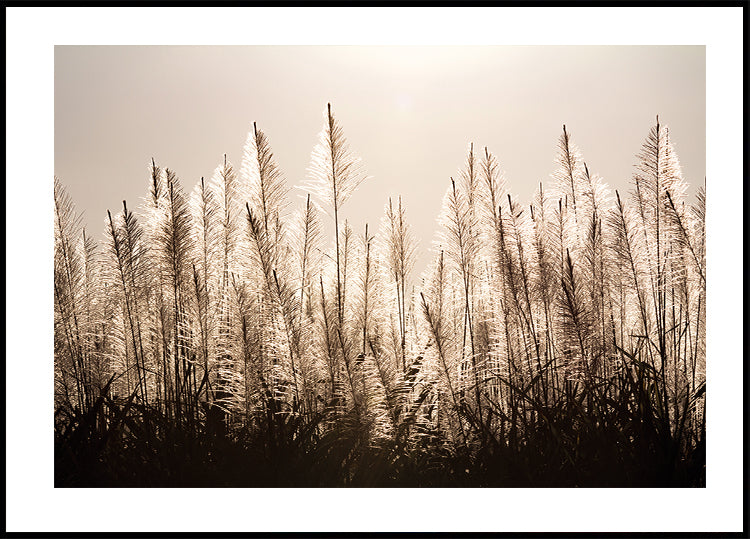 Sugar Cane Plumes At Sunset Plakat - Posterbox.dk