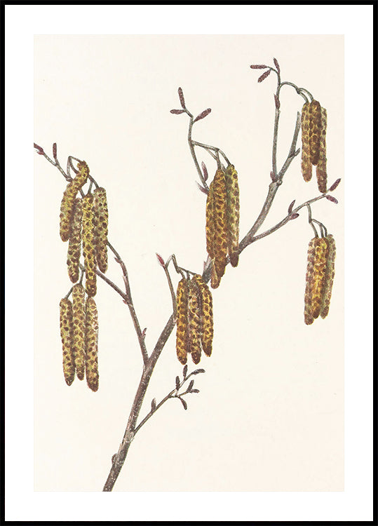 Hazel Alder (alnus Regosa) North American Wildflowersista (1925), kirjoittanut Mary Vaux Walcott. juliste