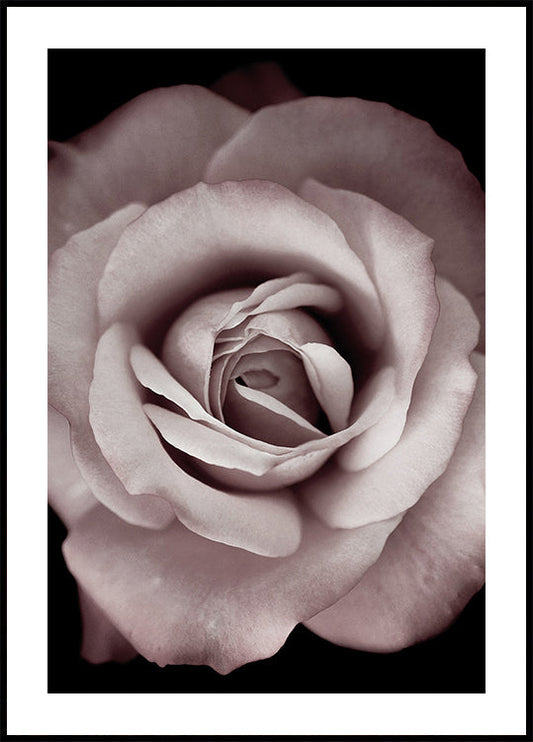 Pink Rose -juliste 