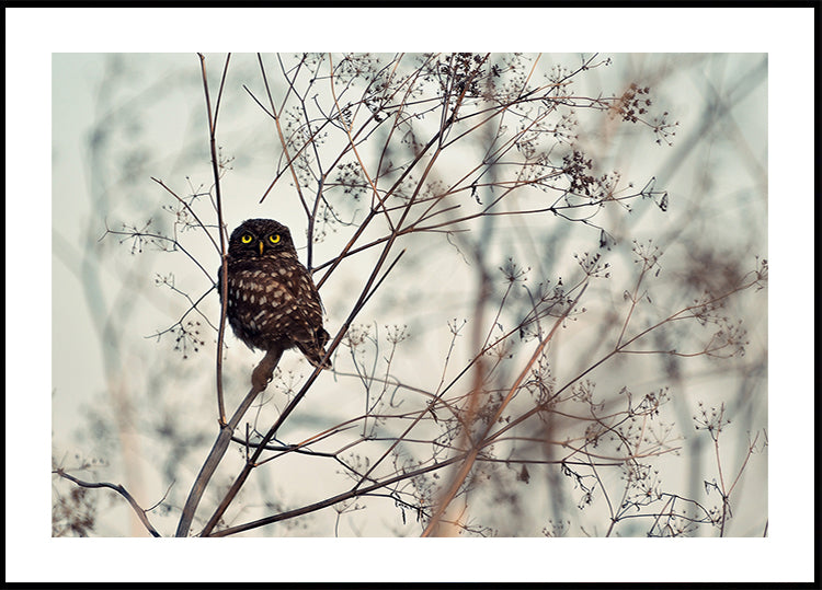 Katso Minua! Juliste