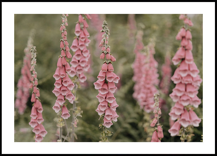 Pink Foxglove Flowers -juliste