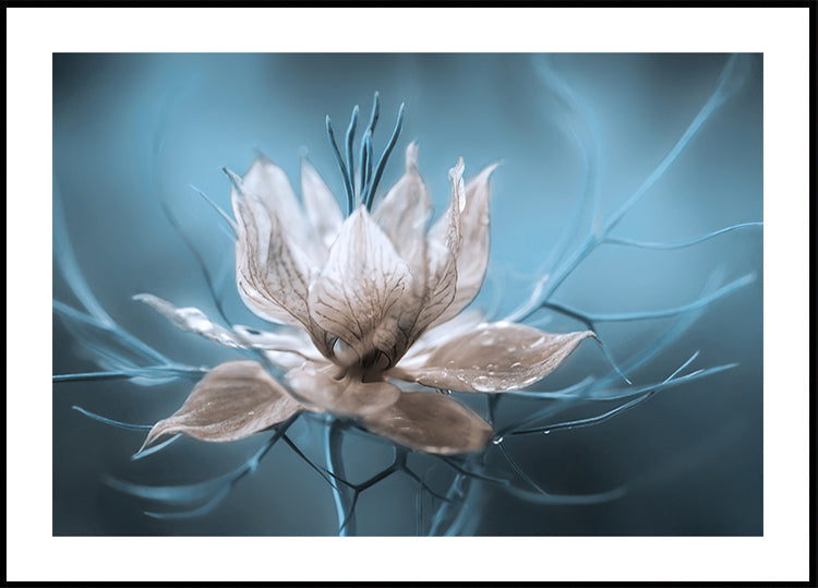 *Nigella* Juliste