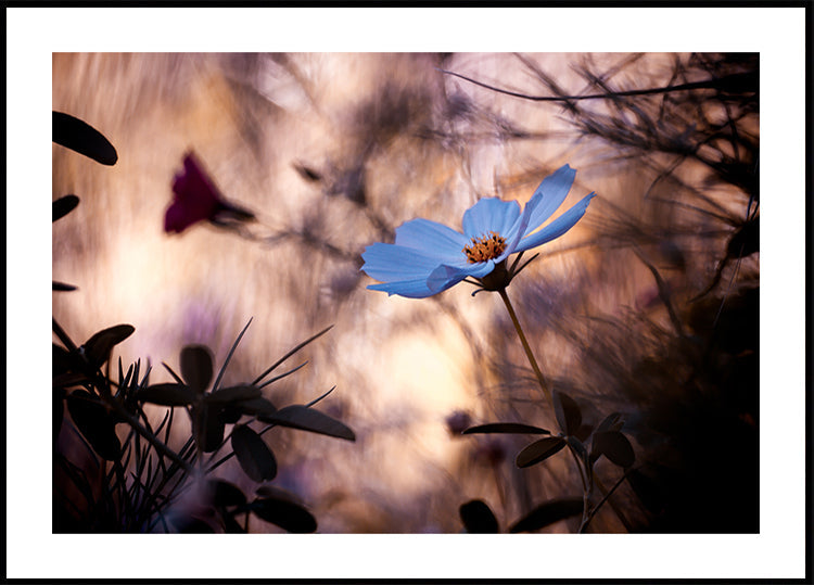 Välinpitämättömyys