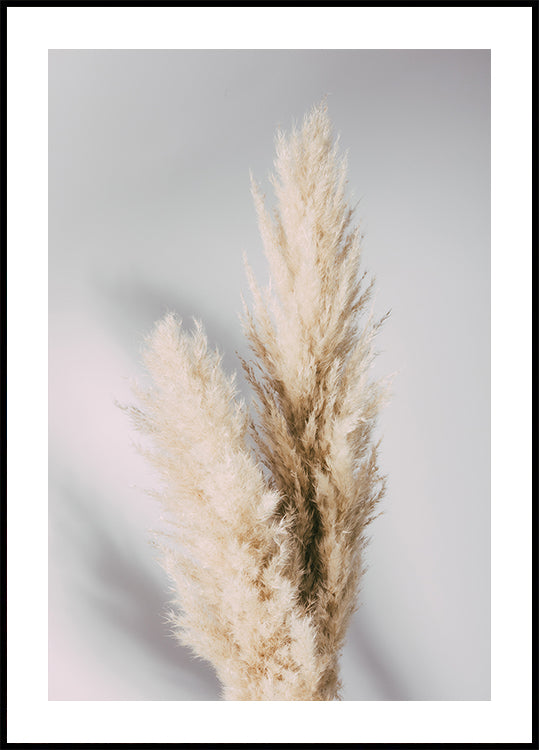 Pampas Grass Grey