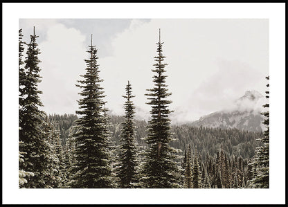 Majestic Fir Trees in the Mountains -juliste