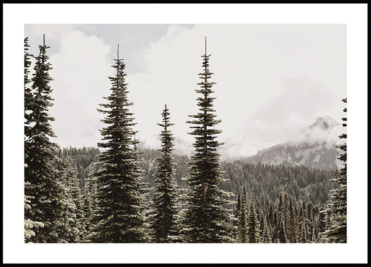 Majestic Fir Trees in the Mountains -juliste