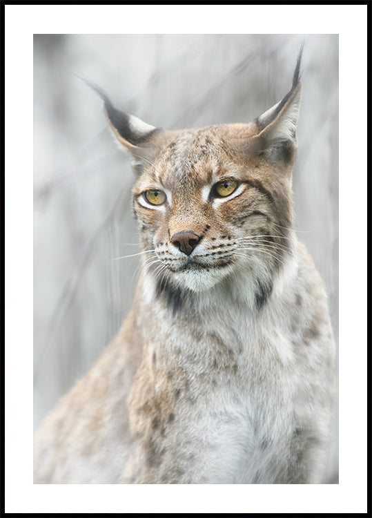 Ilves muotokuva sumussa Juliste