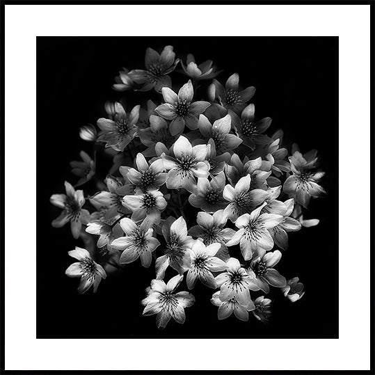 Early Sensation -juliste