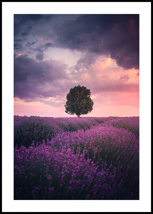 Lavender Fields, Isparta-juliste