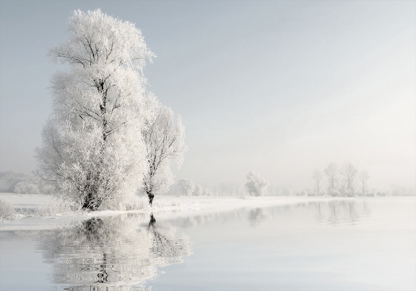 Frosty Winter Tree №2 juliste