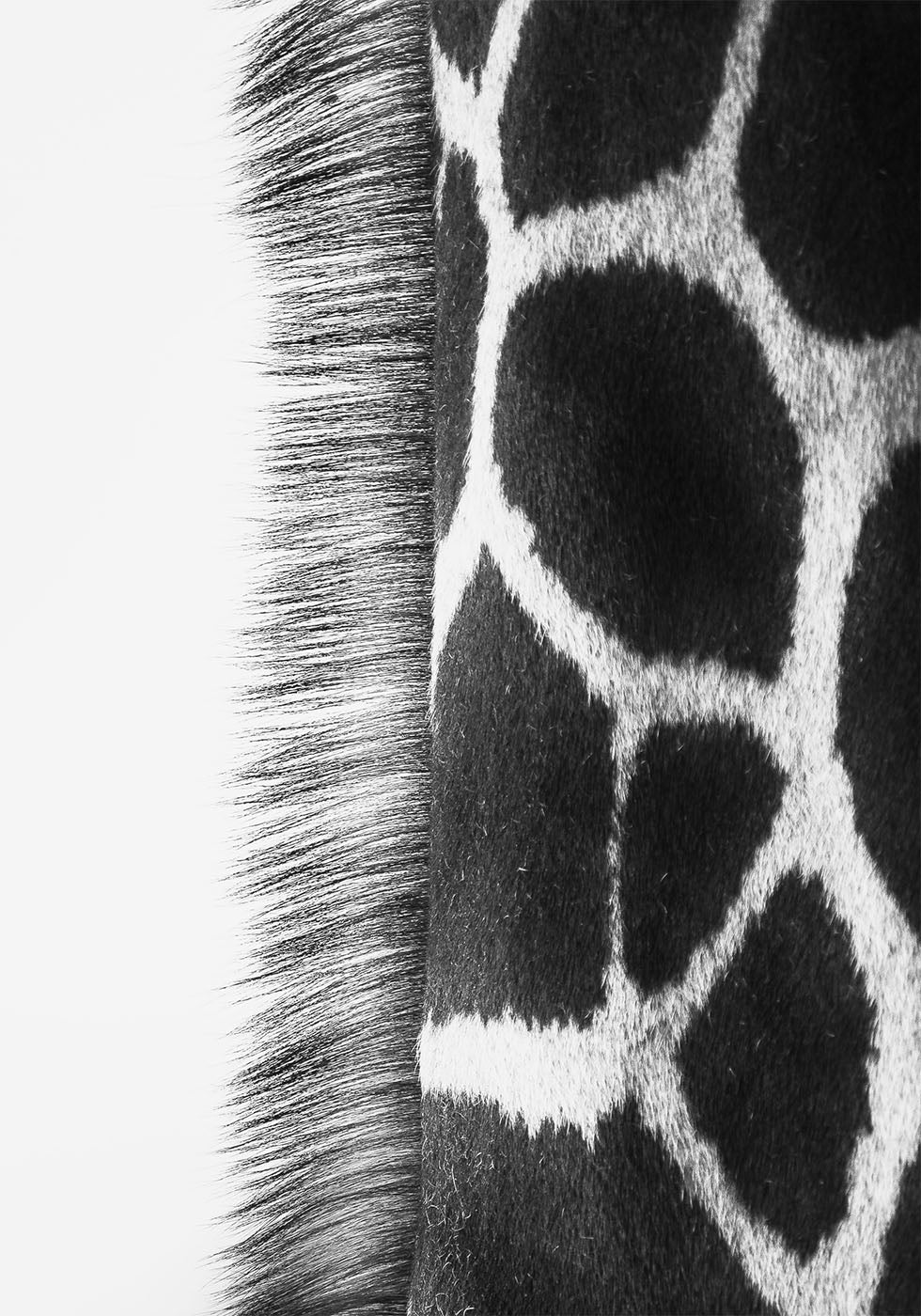 Giraffe Neck -juliste 