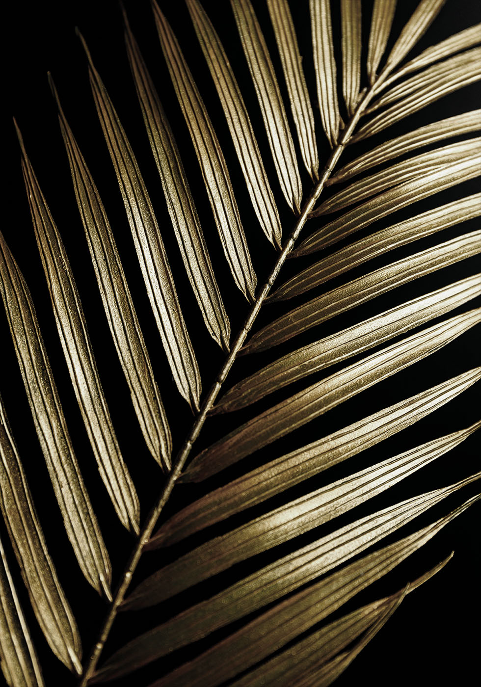 Golden Palm Leaf -juliste