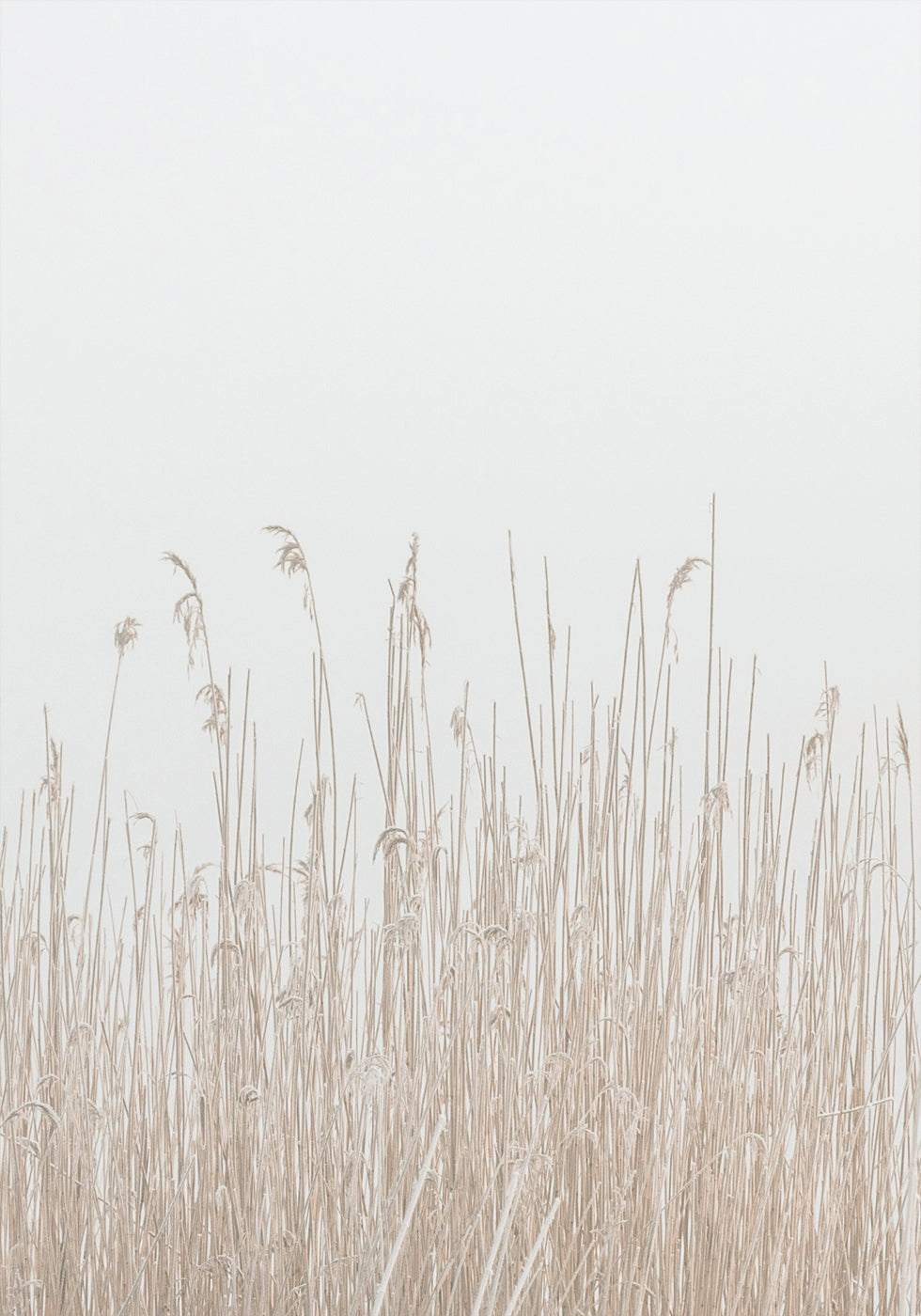 Grass In Fog -juliste 