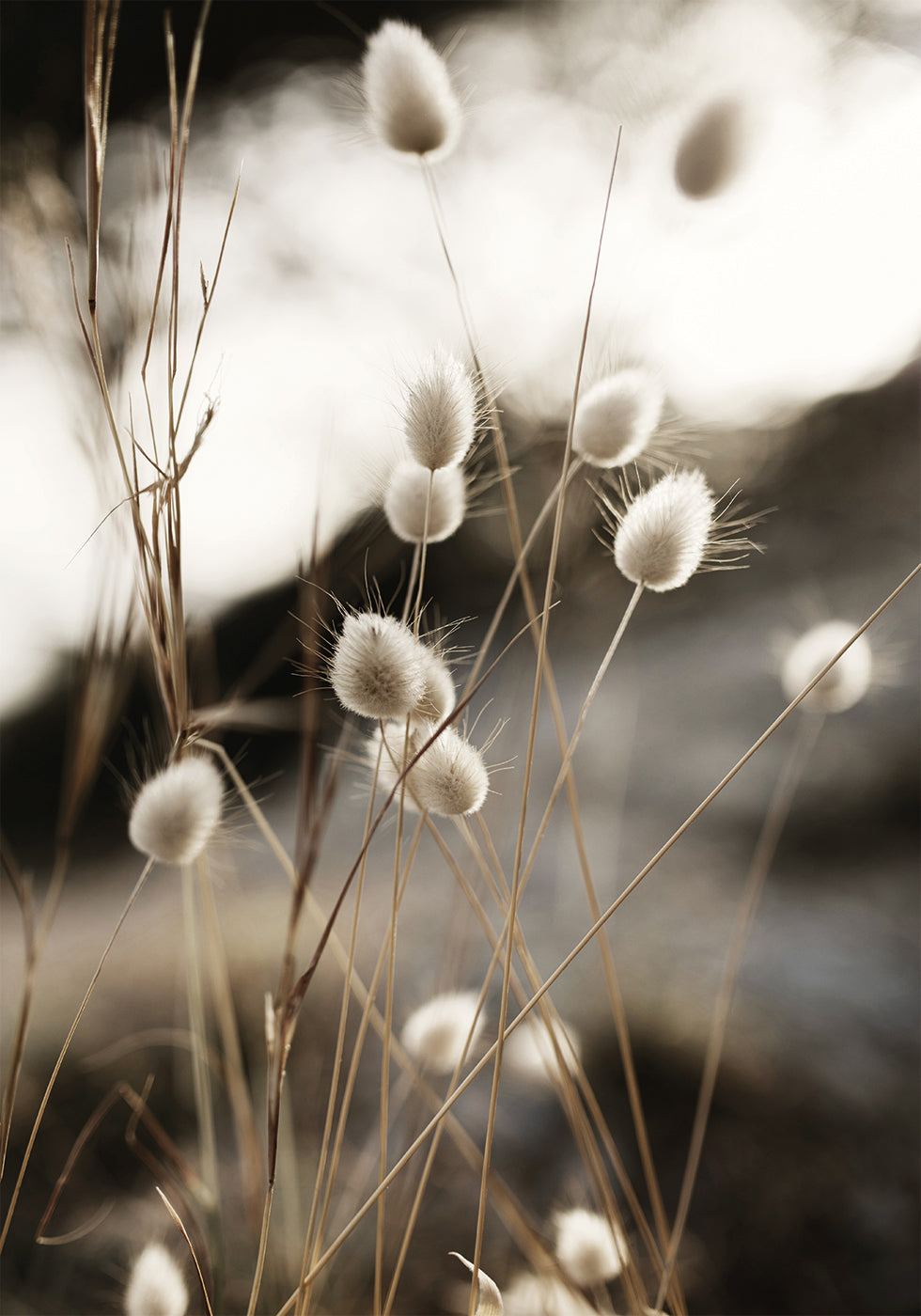 Grass In Sunlight -juliste 