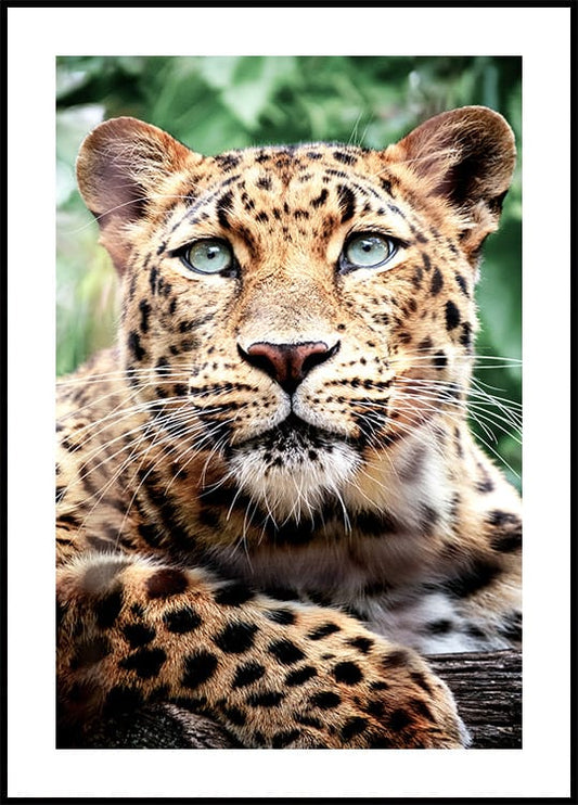 Leopard muotokuva juliste