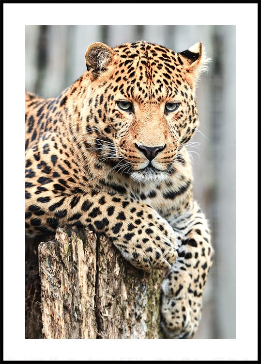 Majestic Leopard -juliste