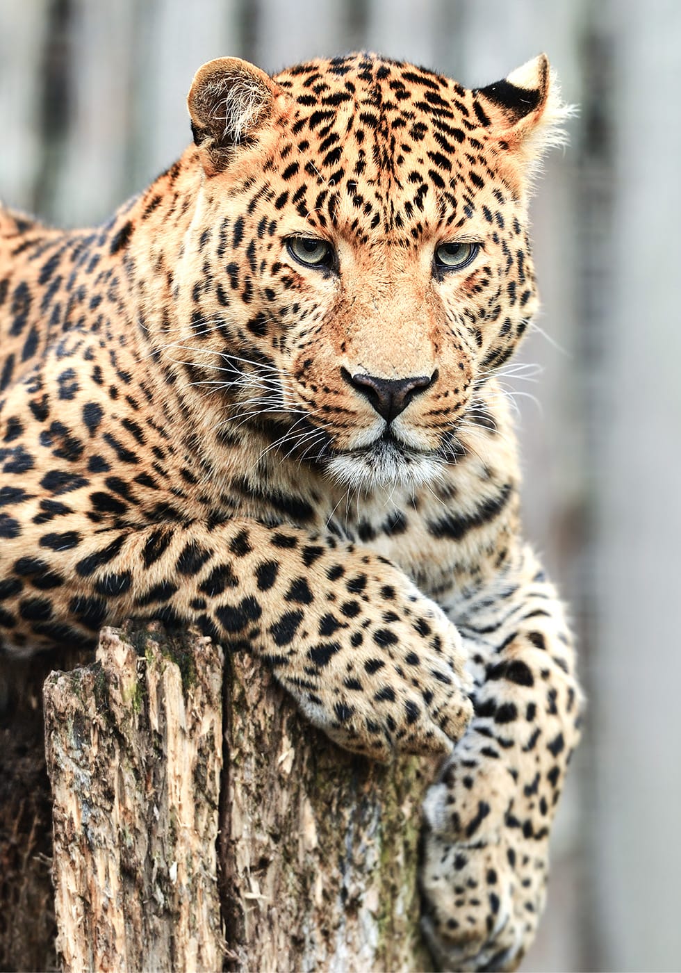 Majestic Leopard -juliste