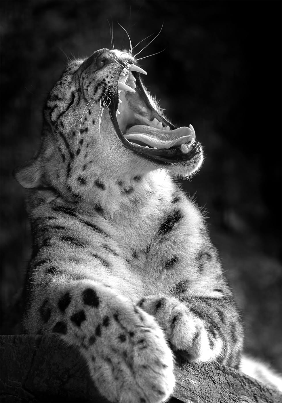 Majestic Leopard Roar -juliste