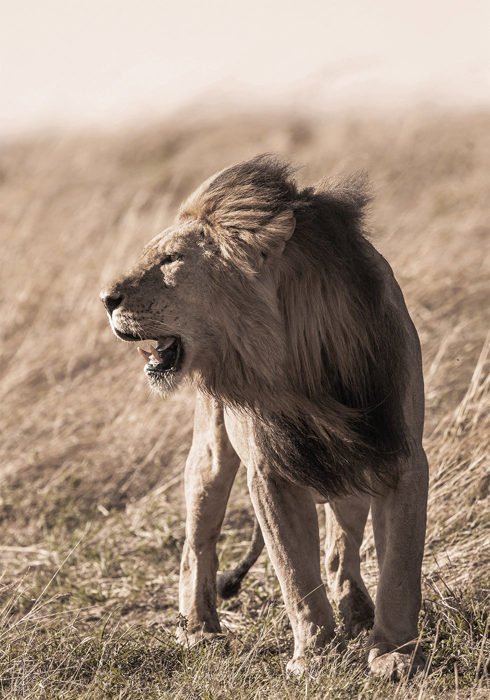 Lion In Profile -juliste 