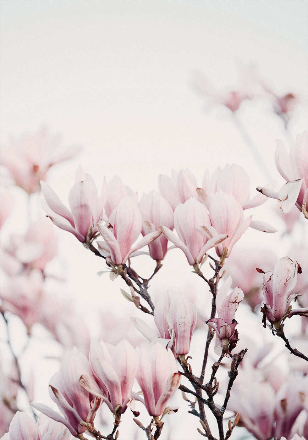 Magnolia Blossom -juliste 