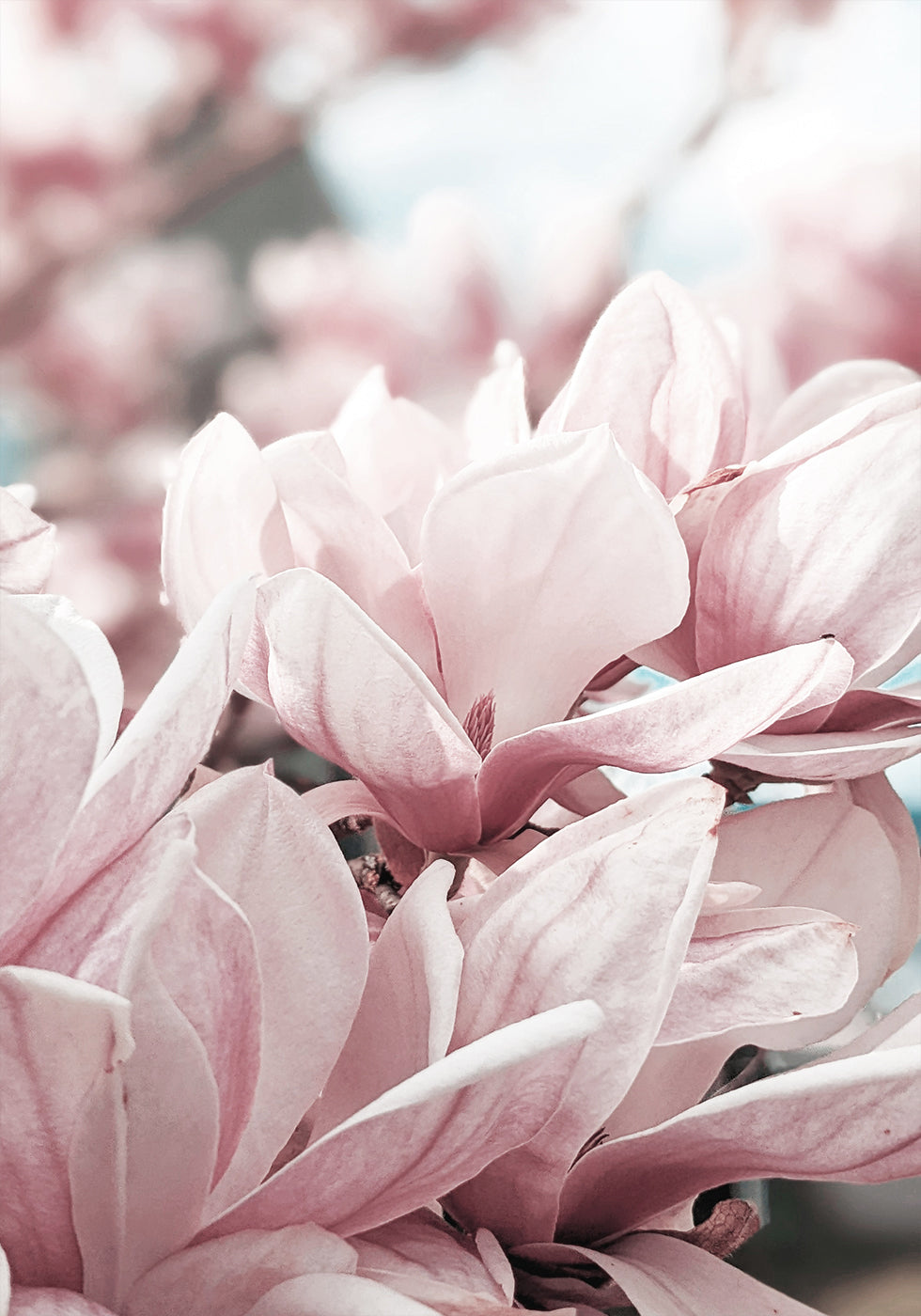 Magnolia Blossom -juliste 