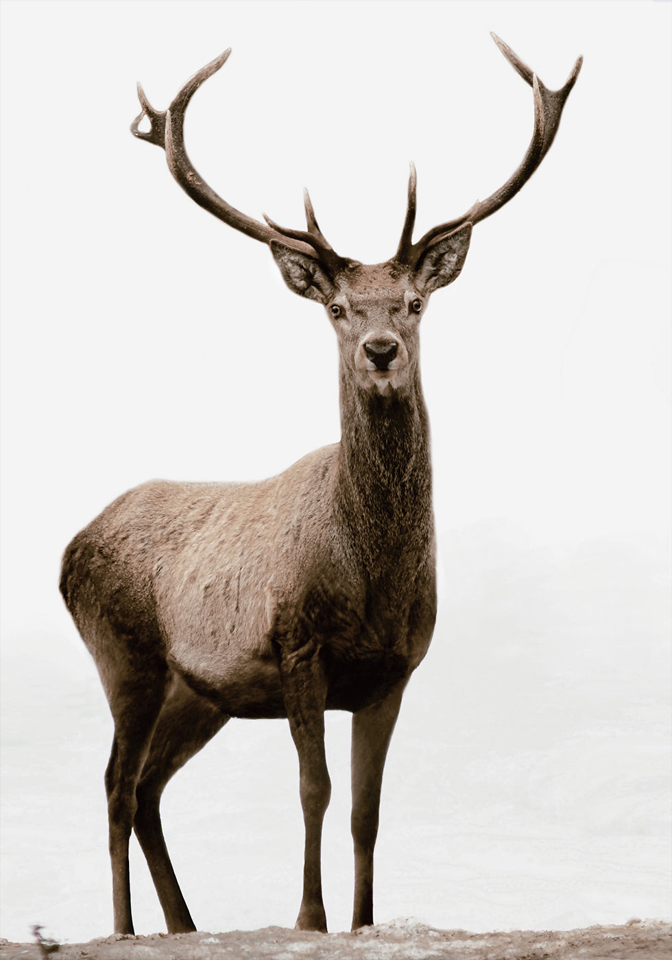 Majestic Deer on the Mountain -juliste 