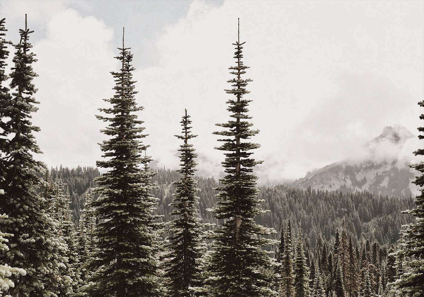 Majestic Fir Trees in the Mountains -juliste