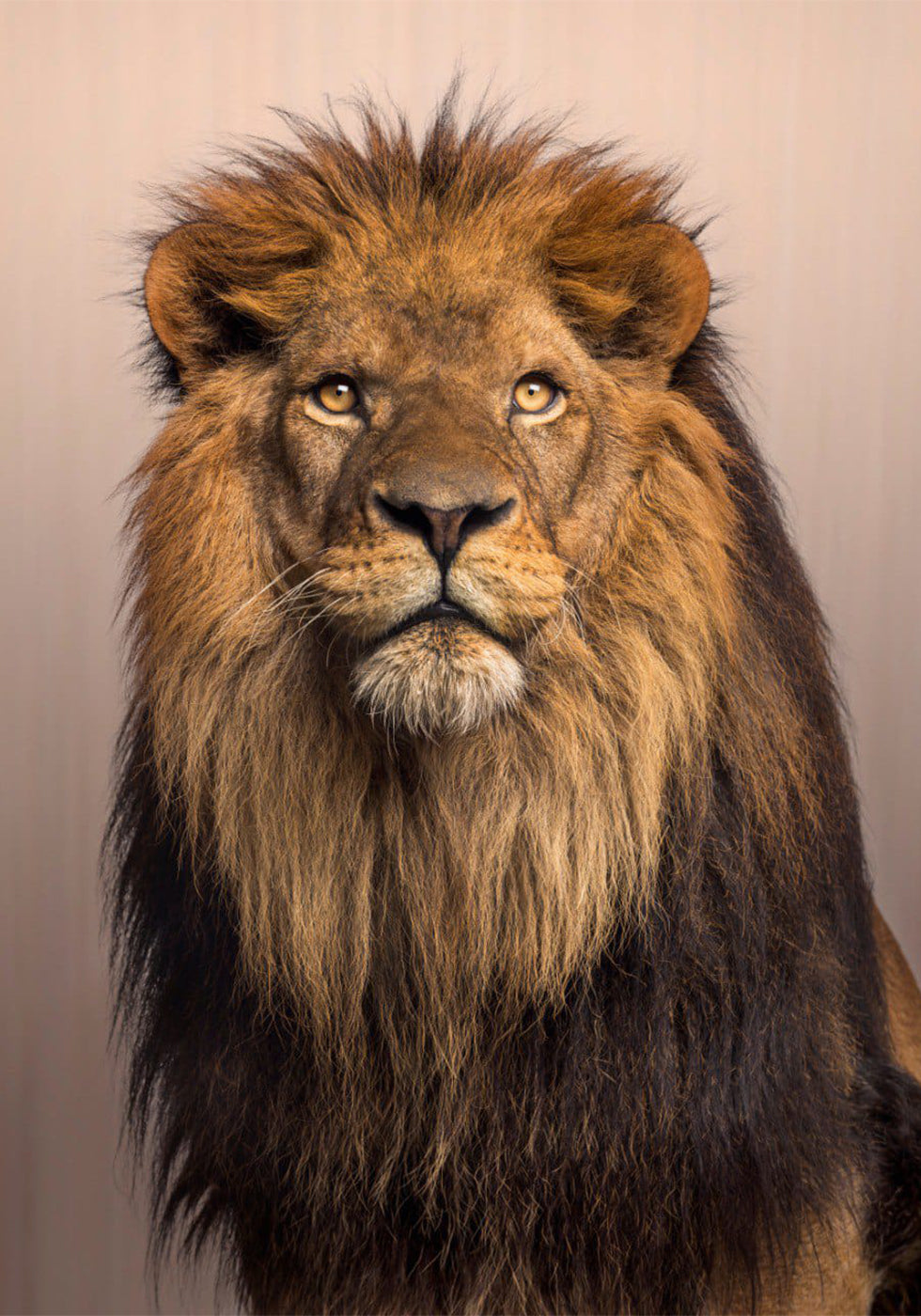 Majestic Lion -juliste 