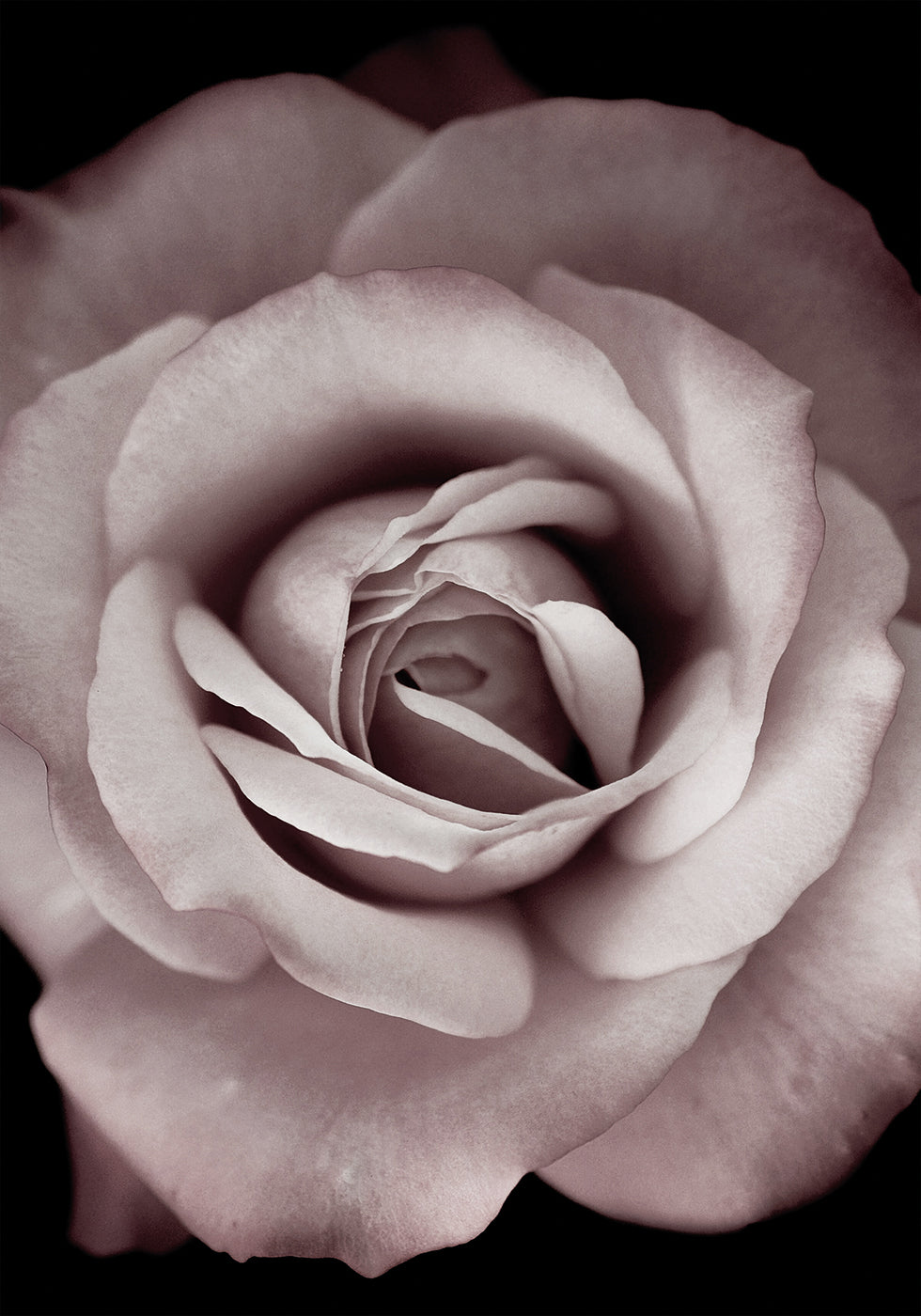 Pink Rose -juliste 