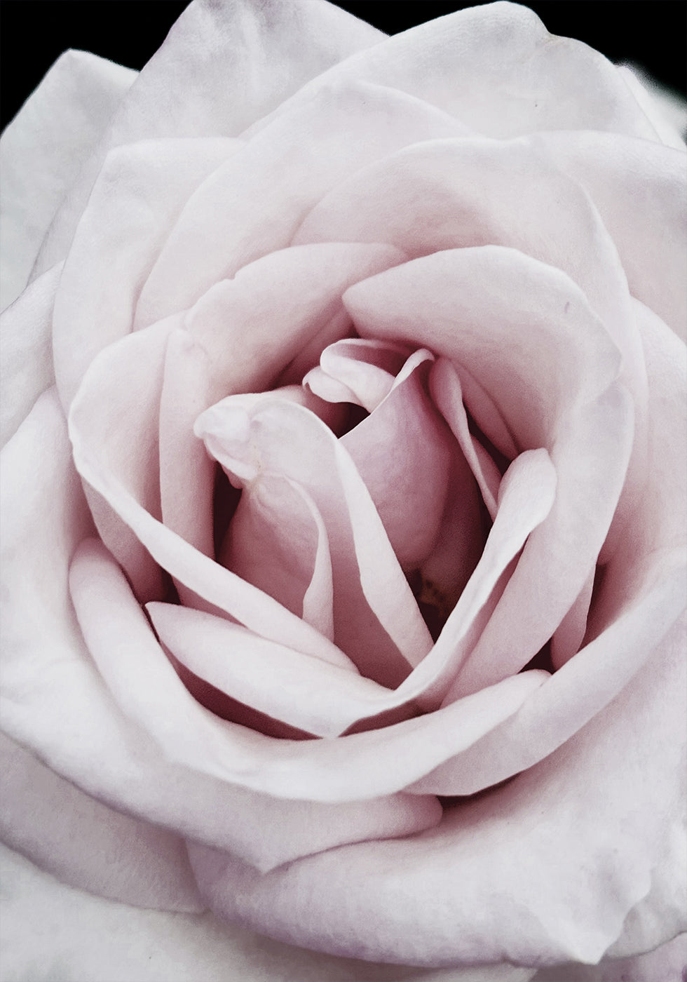 Pink Rose -juliste 